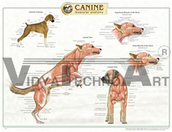 Canine Muscular System Anatomical Chart - Styrene Plastic